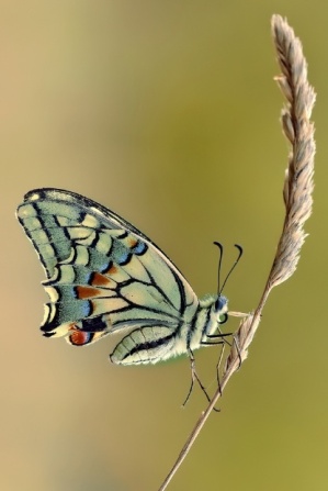 Papilio Machaon by Roberto Becucci